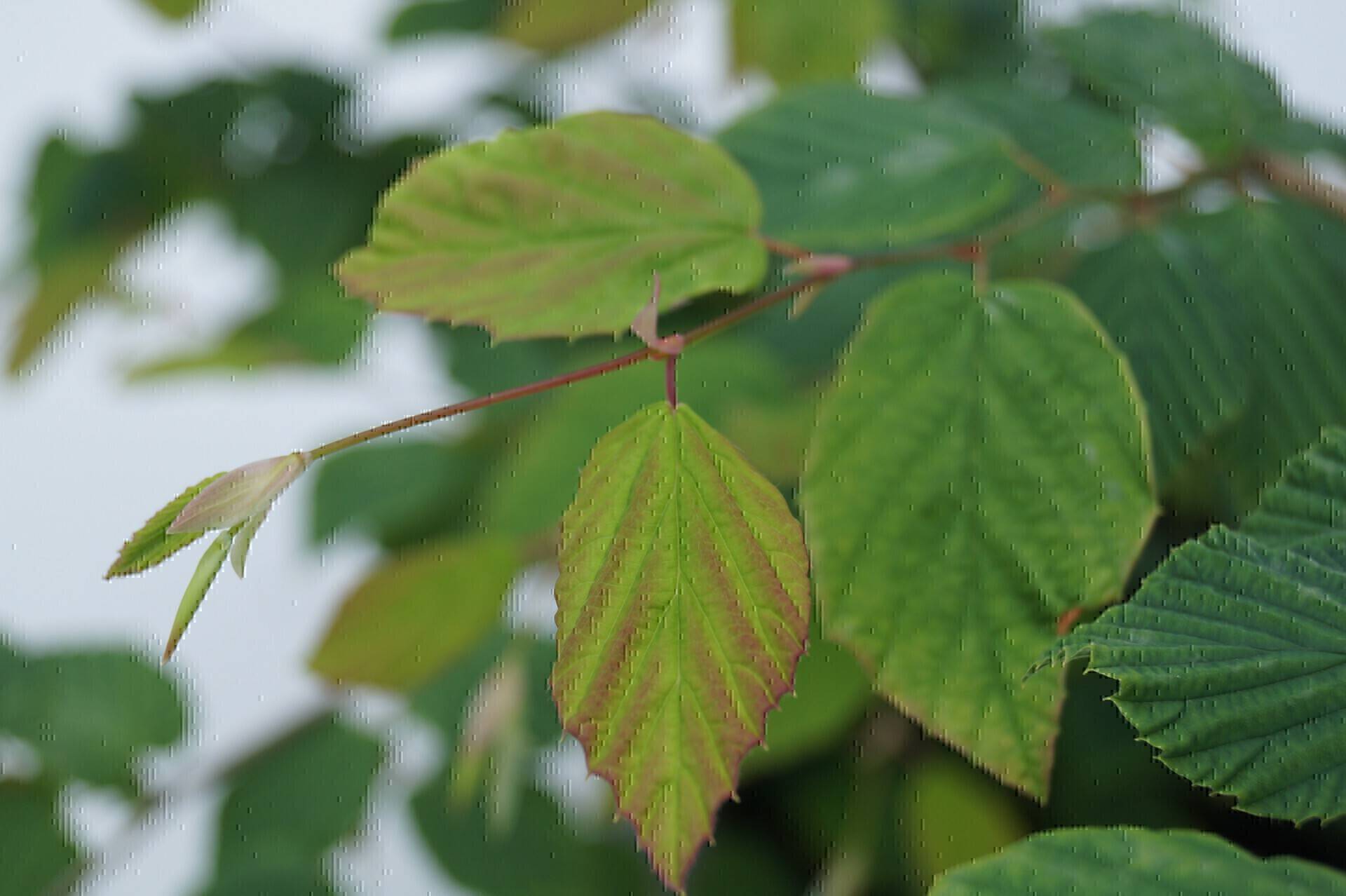 Corylopsis pauciflora_02